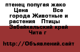 птенец попугая жако  › Цена ­ 60 000 - Все города Животные и растения » Птицы   . Забайкальский край,Чита г.